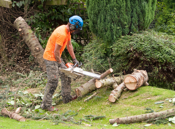 Green Canopy Tree Services