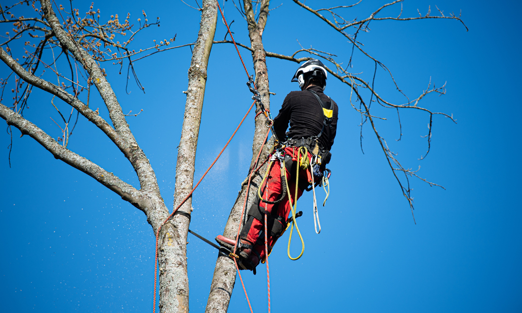 Green Canopy Tree Services