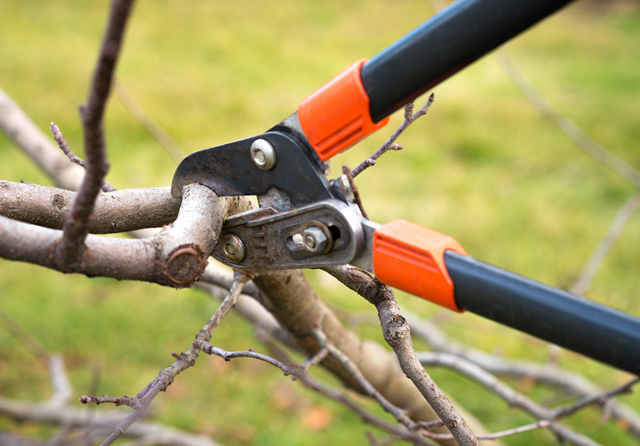 Pruning