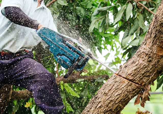 Tree Lopping