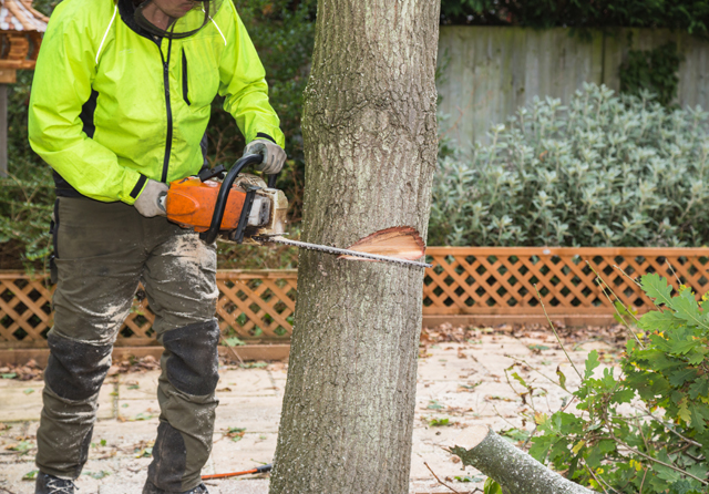 Tree Removal