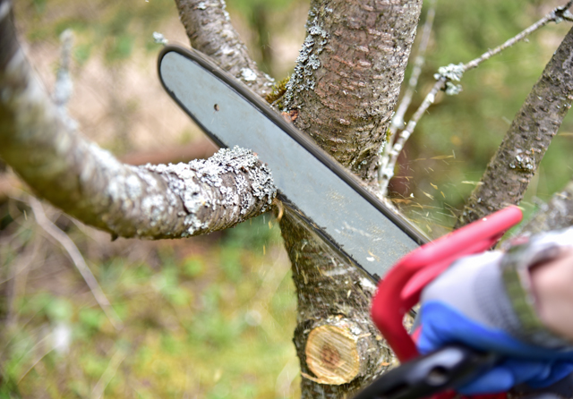Tree Trimming